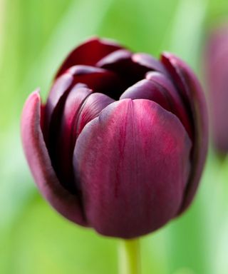 tulip queen of the night