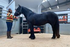 FELL-PONY-SALE.jpg