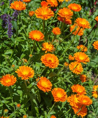 flower bed with marigolds (Calendula officinalis)