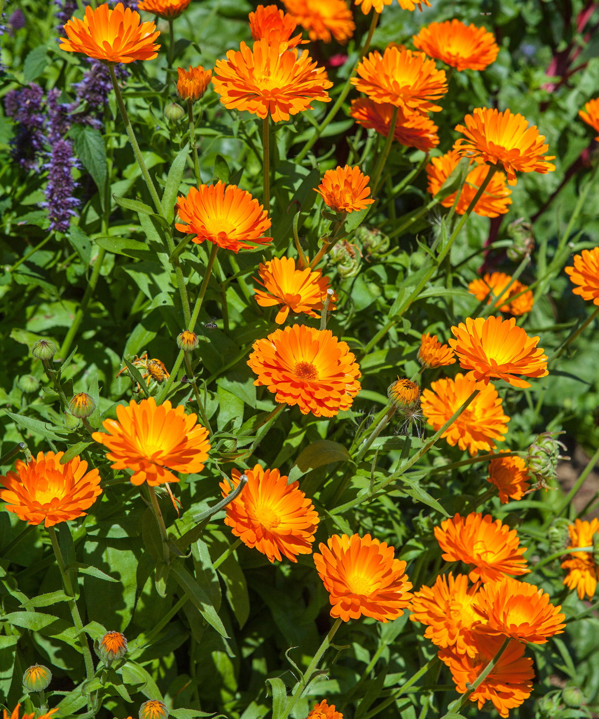 flower bed with marigolds (Calendula officinalis)