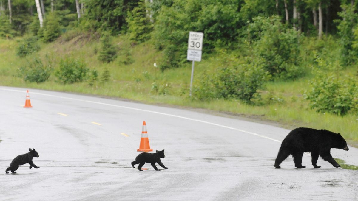 black bear and young in Anchorage