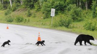 black bear and young in Anchorage