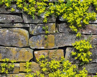 flowering sedum growing over stone wall in late summer
