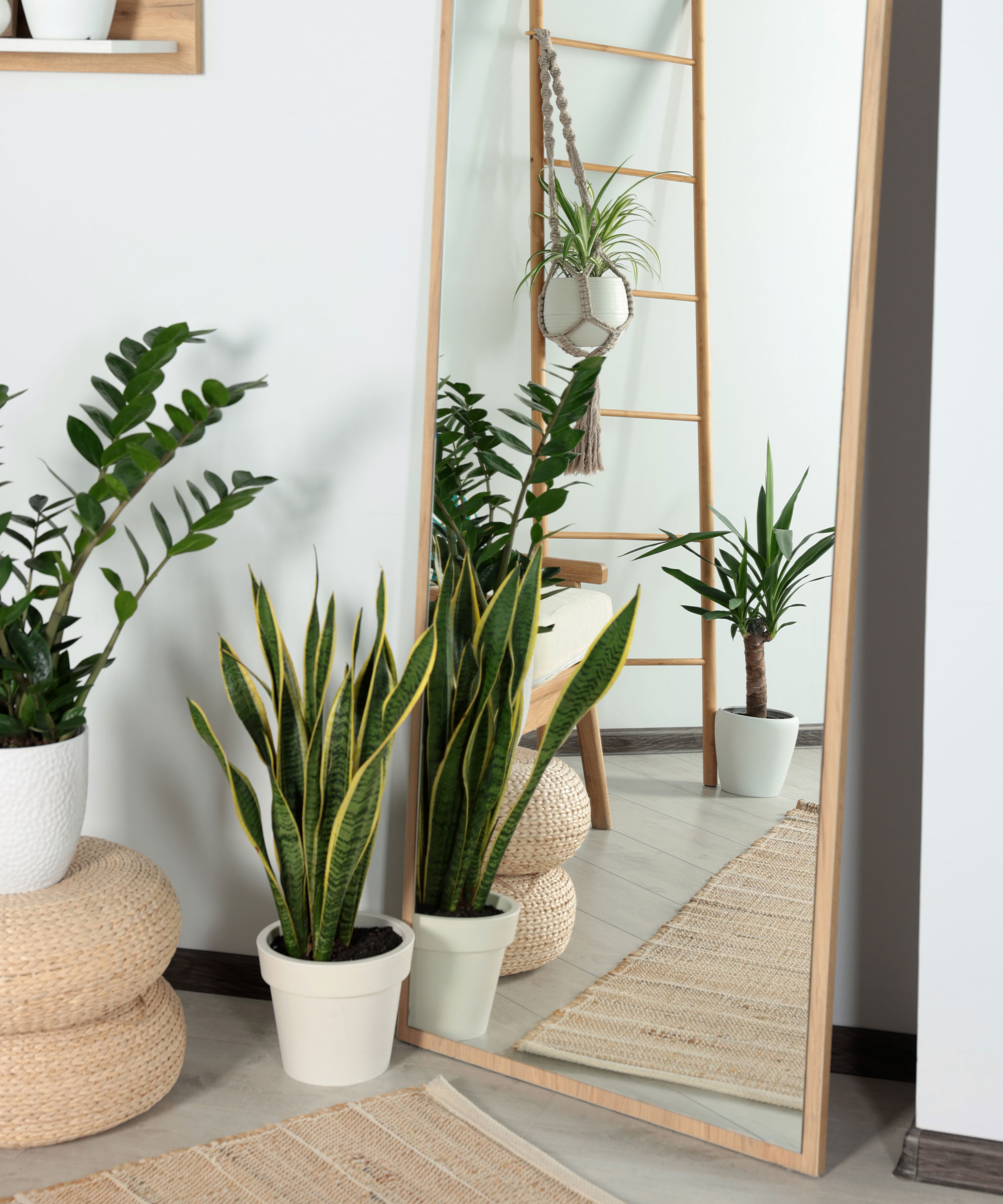 snake plant in white pot near tall mirror and zz plant