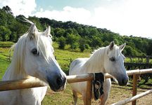 queen_horses.jpg