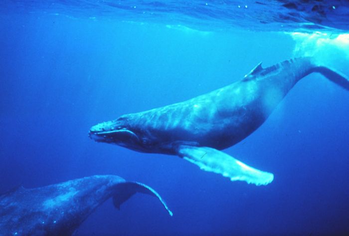 Facts About Humpback Whales | Live Science