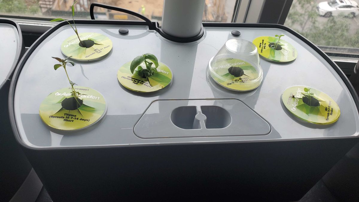 plants growing in AeroGarden Harvest