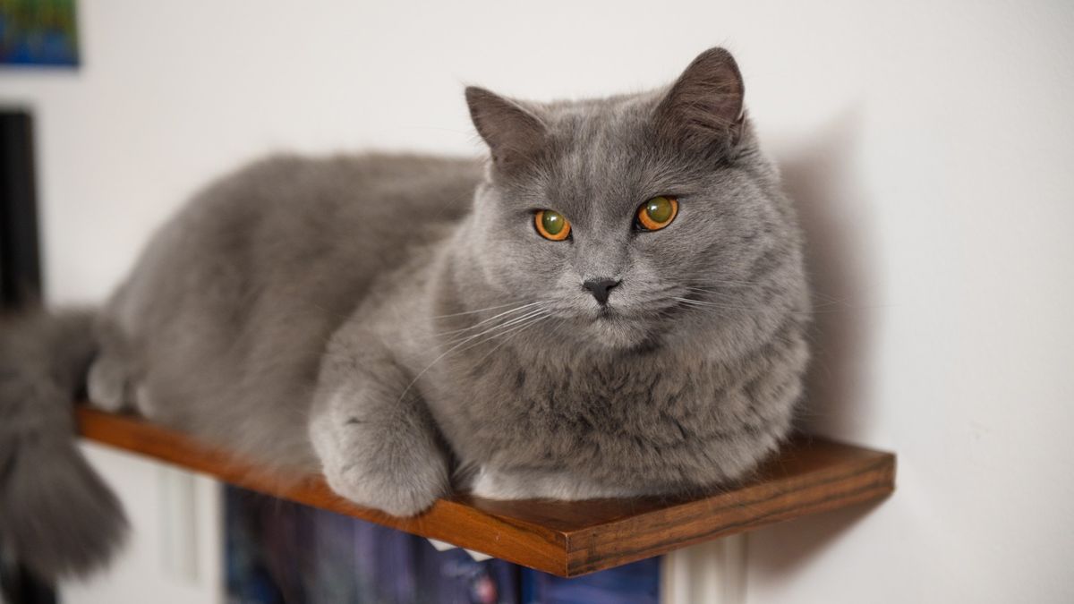 Chartreux cat sitting on cat wall shelves