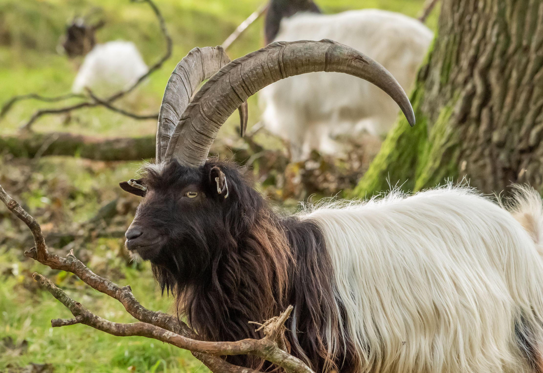 A bagot goat. The horns are curly, the eyes are wide.