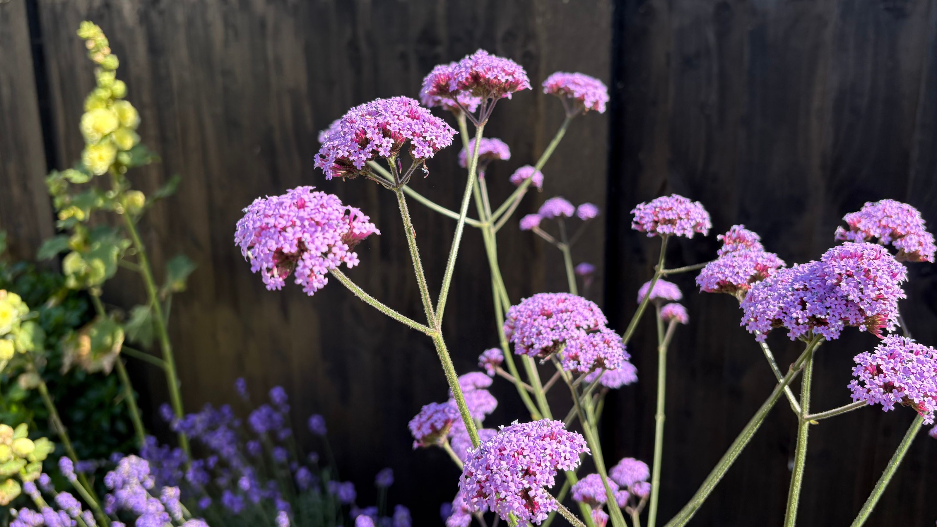 Flowering verbena growing in a garden border