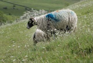 A sheep with blue smit markings standing in a field