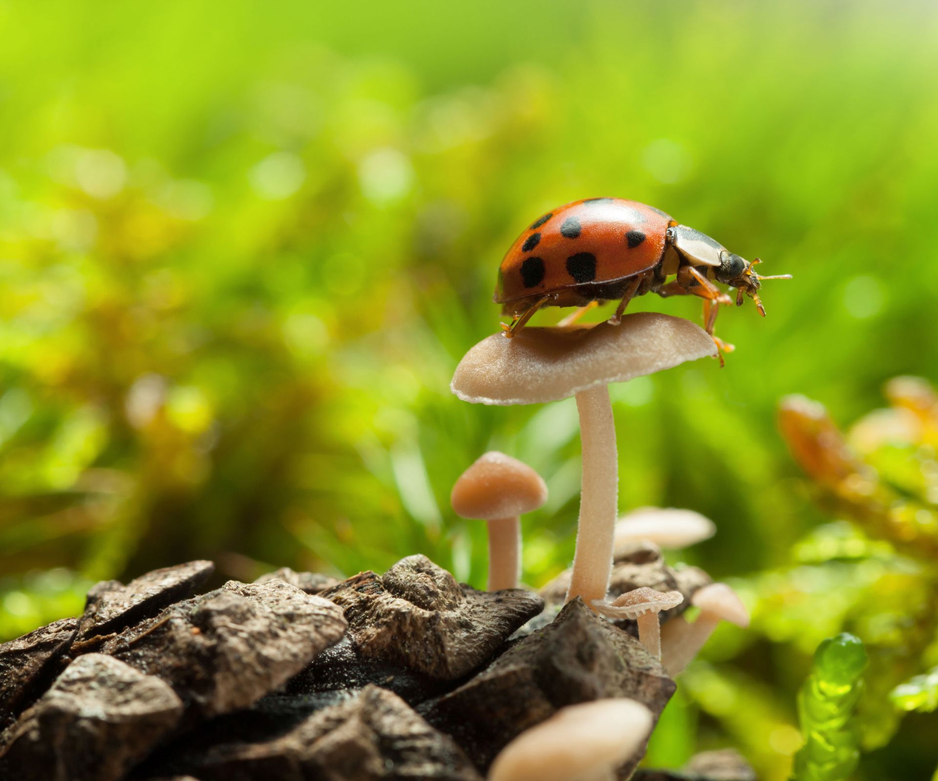 mushrooms and ladybug beetle in garden
