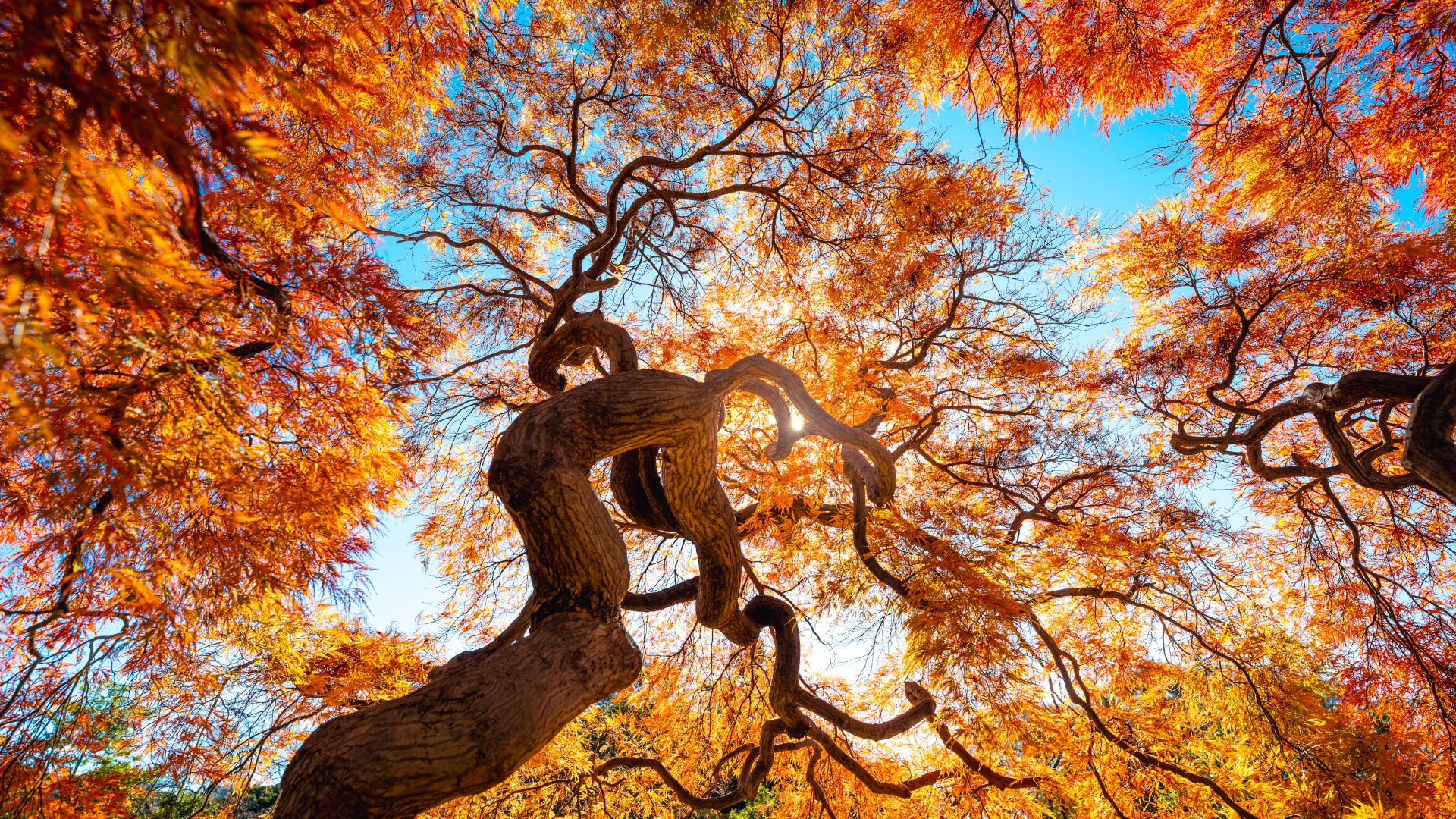 A shot of a tree in autumn with spectacular coloured leaves