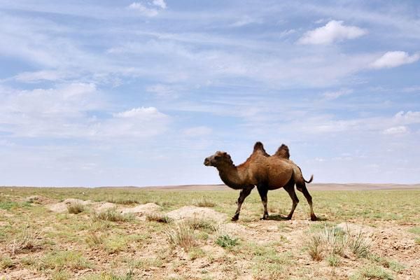 Woman Walks Across Gobi Desert, Into Record Books | Live Science