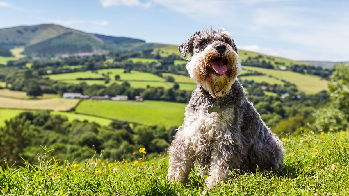 Miniature Schnauzer dog with beard in beautiful countryside