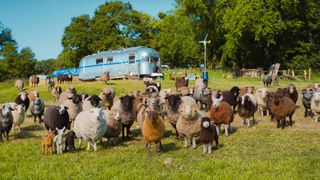 The flock of adorable sheep in "The Sheep Detectives" film (2026)