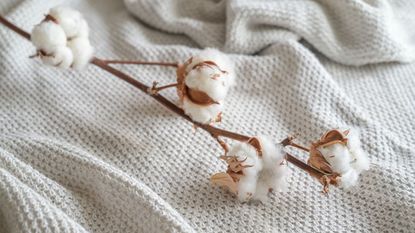 Branch with cotton balls on neutral colored fabric, concept for sustainable, fair and eco friendly fashion, copy space, selected focus, narrow depth of field