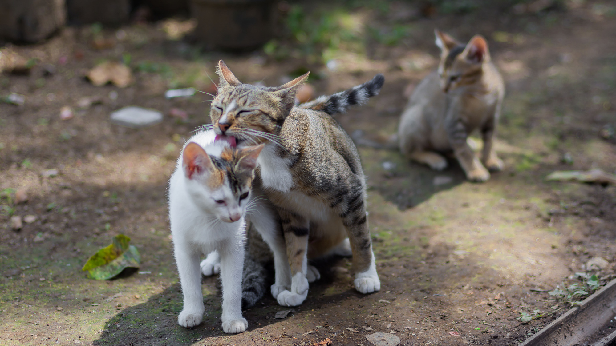Three kittens who are outside are close together and licking each other.