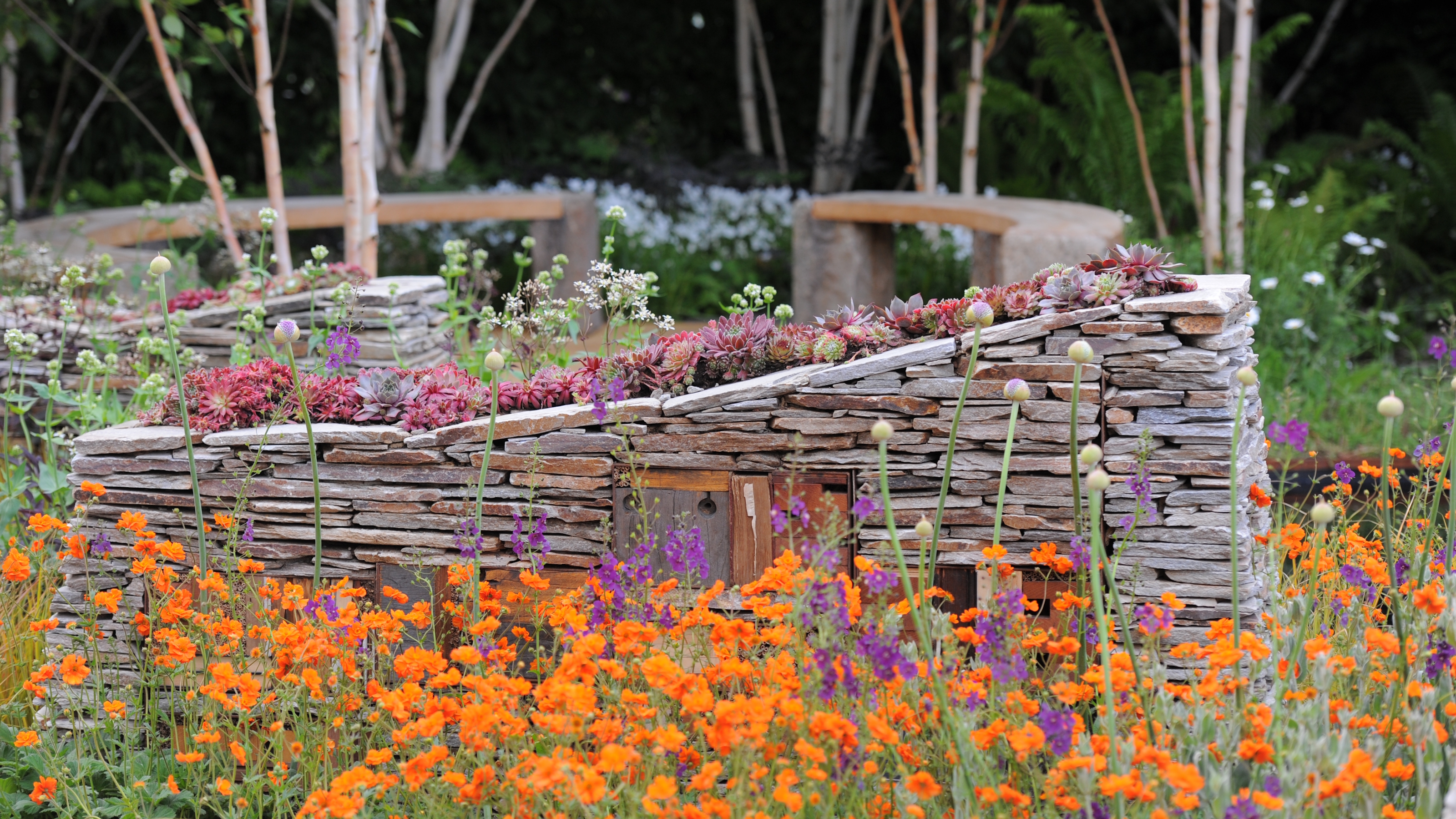 Orange geums and other flowers in bloom in the New Wild Garden at the Chelsea Flower Show 
