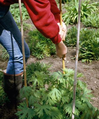 staking a garden plant with bamboo canes