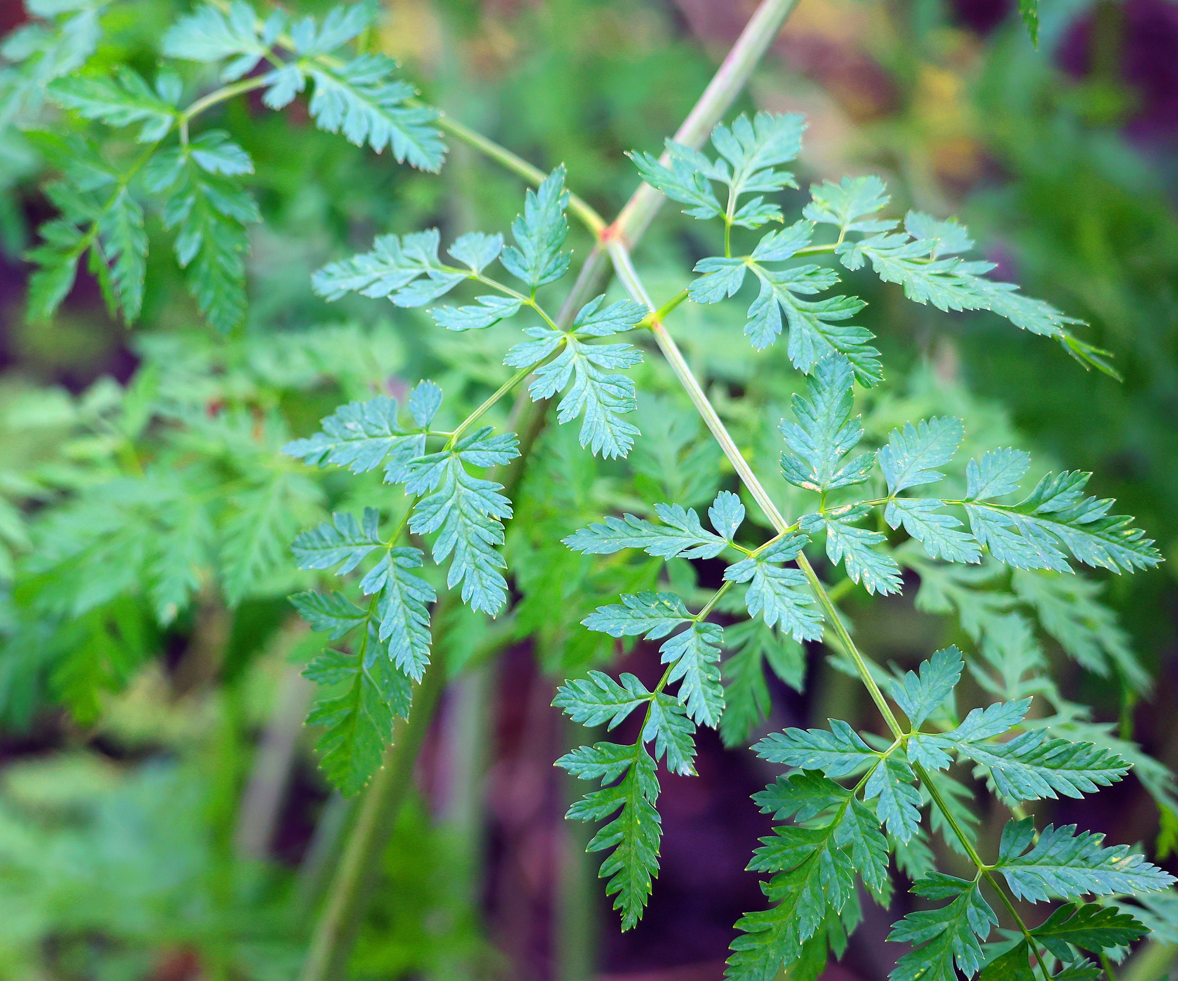 poison hemlock weed growing in garden