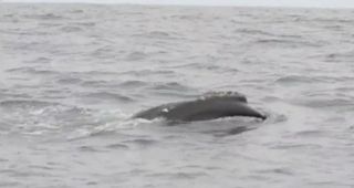 An endangered North Pacific right whale off the coast of British Columbia, spotted there for the first time in 61 years. There are only about 500 of these whales left. 