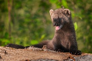 Photo of a young fisher cat vocalizing. 