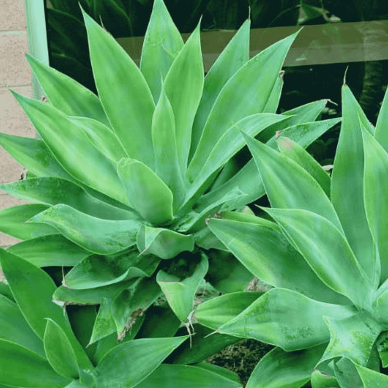 Large Green Foxtail Agave Live Plant, 7-8" in Tall