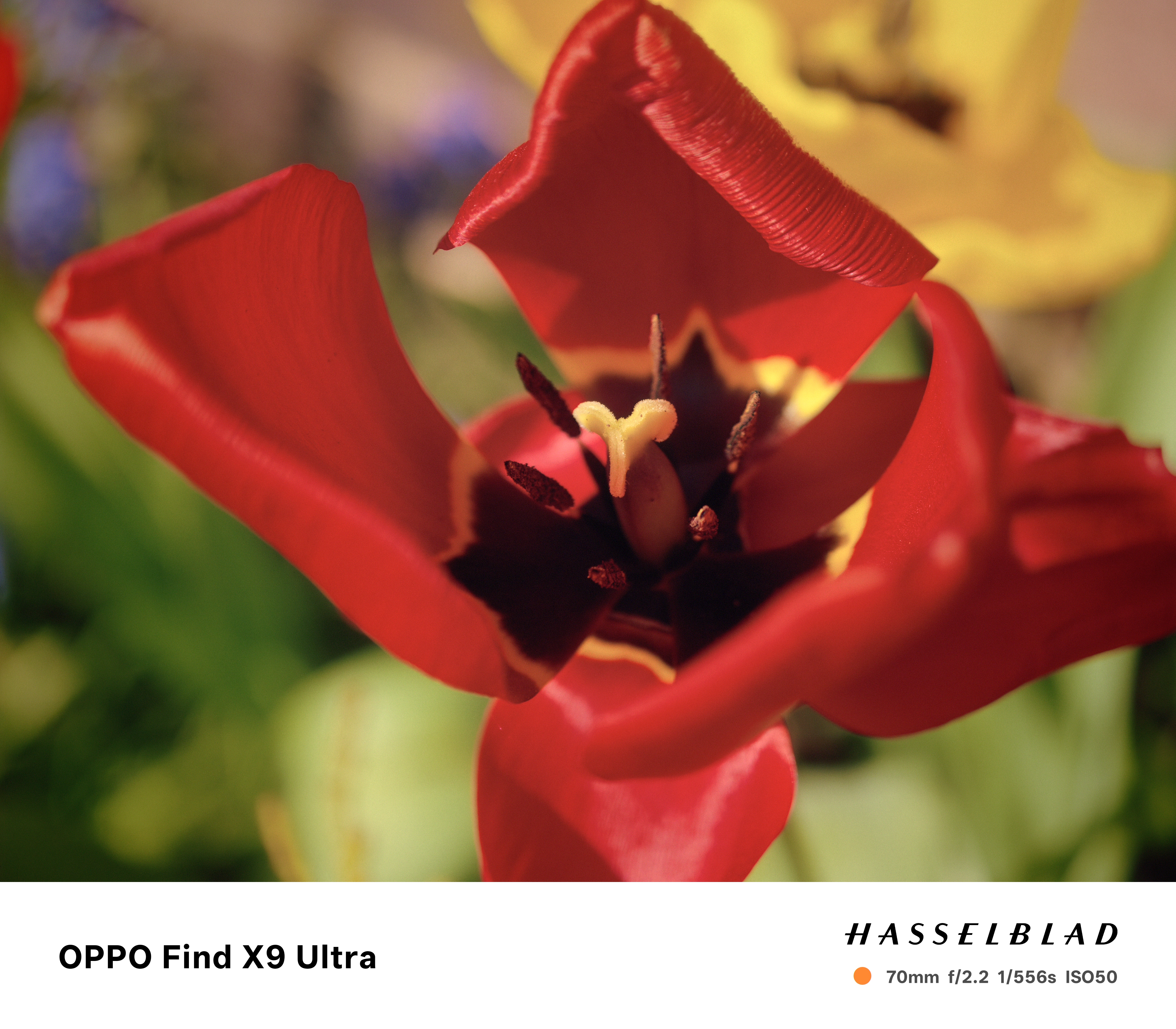 Oppo Find X9 Ultra Sample Photo