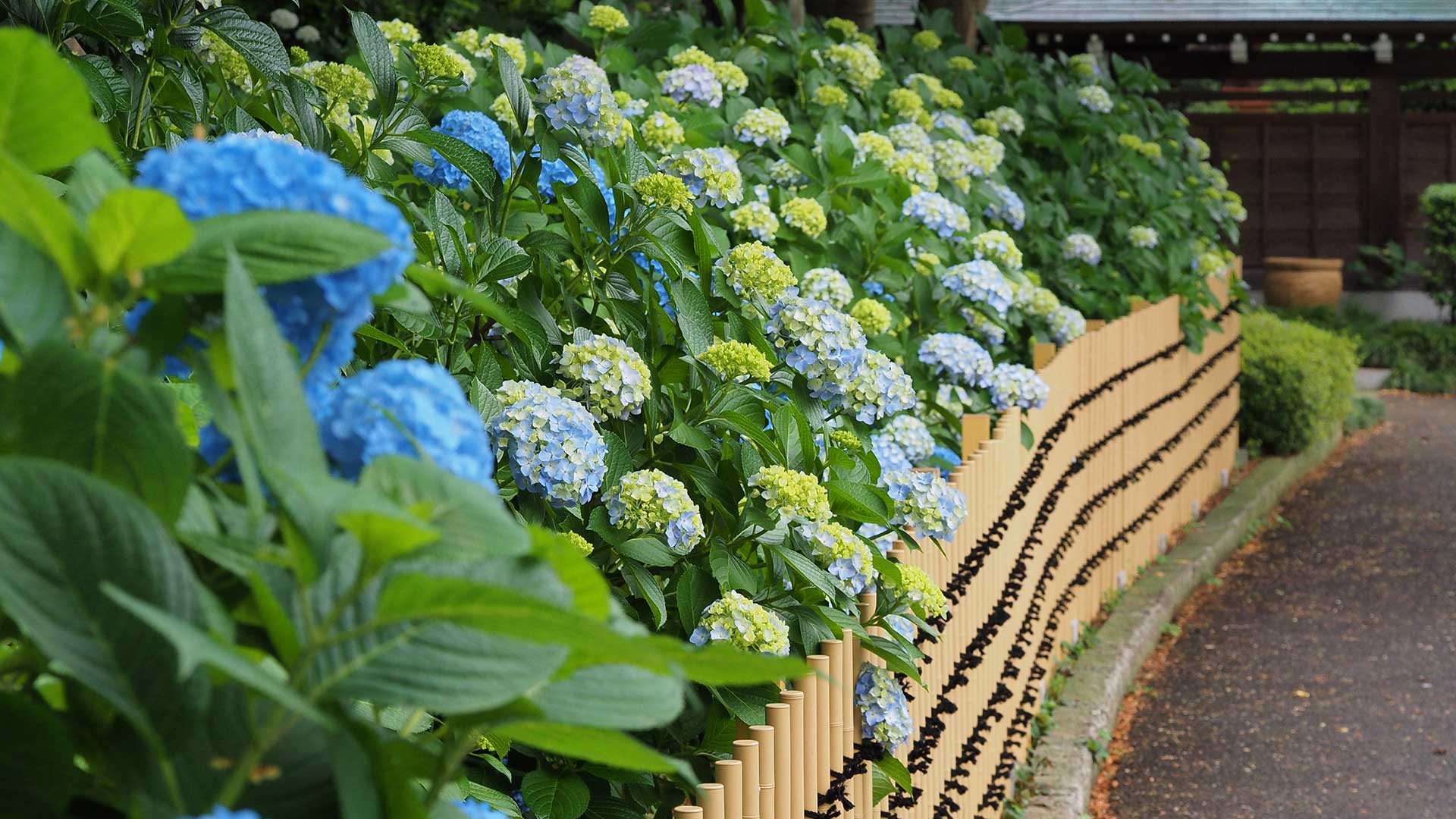 hydrangeas and bamboo fence