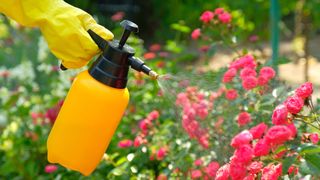 Dark prink roses being sprayed with a fungicide