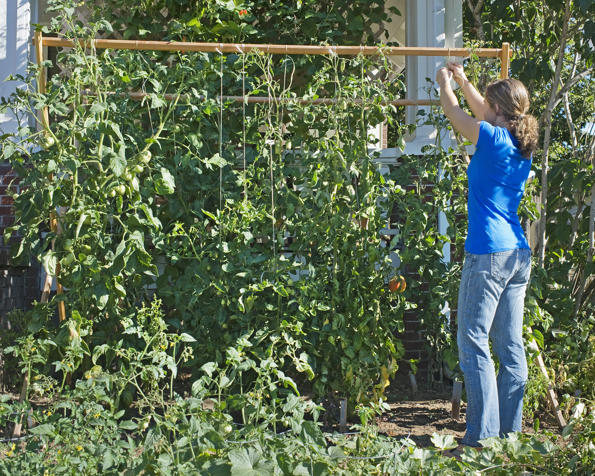 Gardener attaches tomato plants to a DIY string trellis