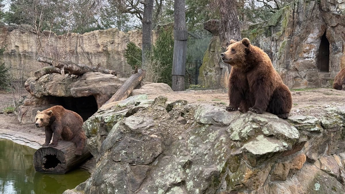 A selection of photos of animals taken at Berlin Zoo on the iPhone 16 Pro Max and Samsung Galaxy S25 Ultra