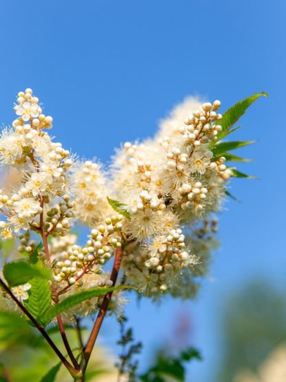 White Blooming Chokecherry Tree
