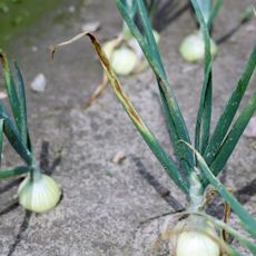 Onion plants in the field infected by fungal diseases Stemphylium Leaf Blight of Onion and Peronospora destructor causes downy mildew on leaves.