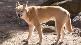 A picture of a ginger-coated, pointy-eared dingo snarling.