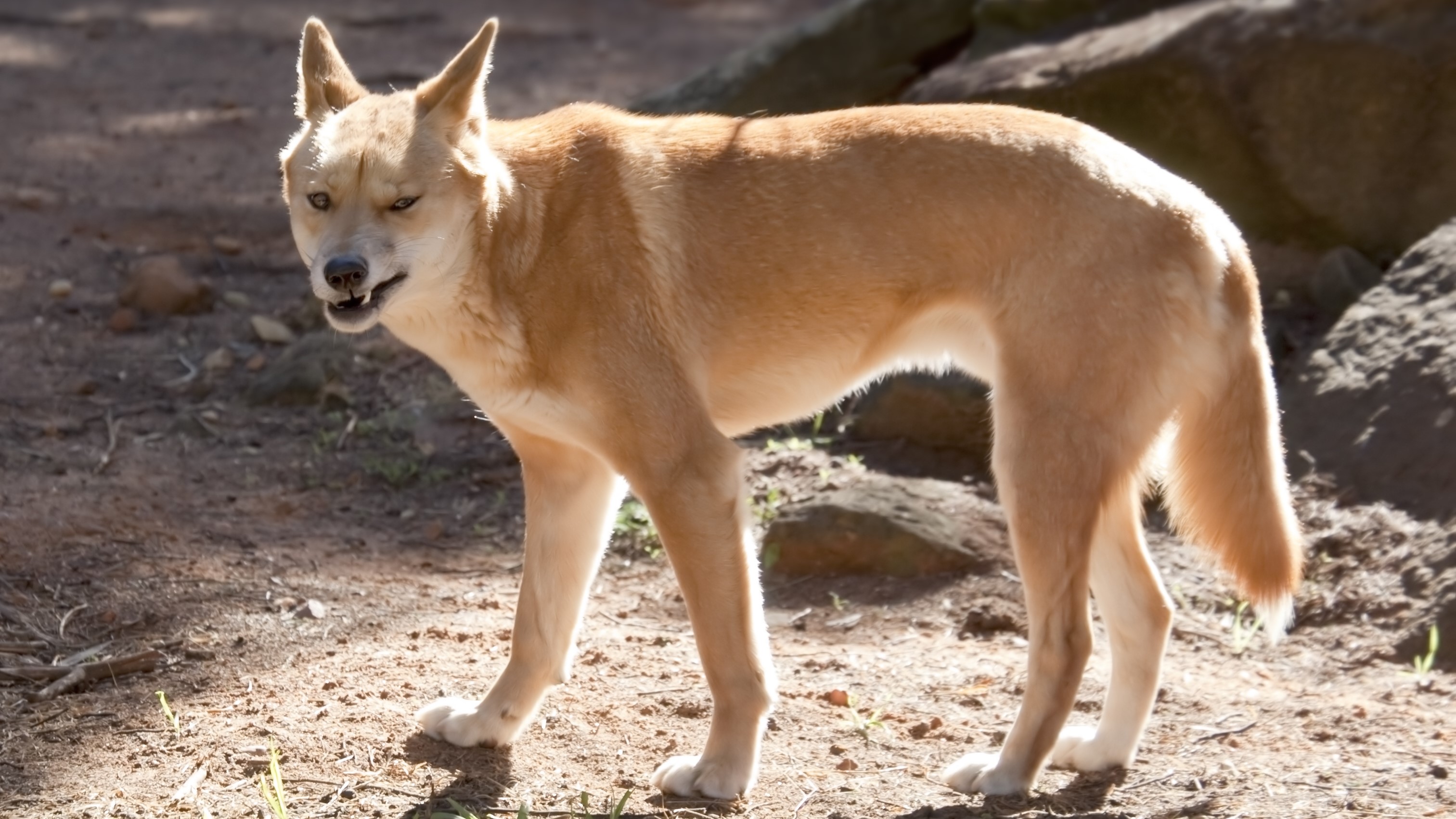 Dingo vs African Wild Dog: See Who Wins