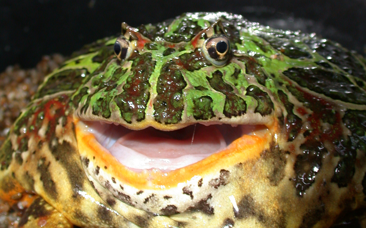 Extinct Big Mouthed Frogs May Have Dined On Dinos Live Science