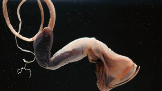 A gulper eel with its large mouth closed and tail coiled. The eel is photographed against pitch black water.