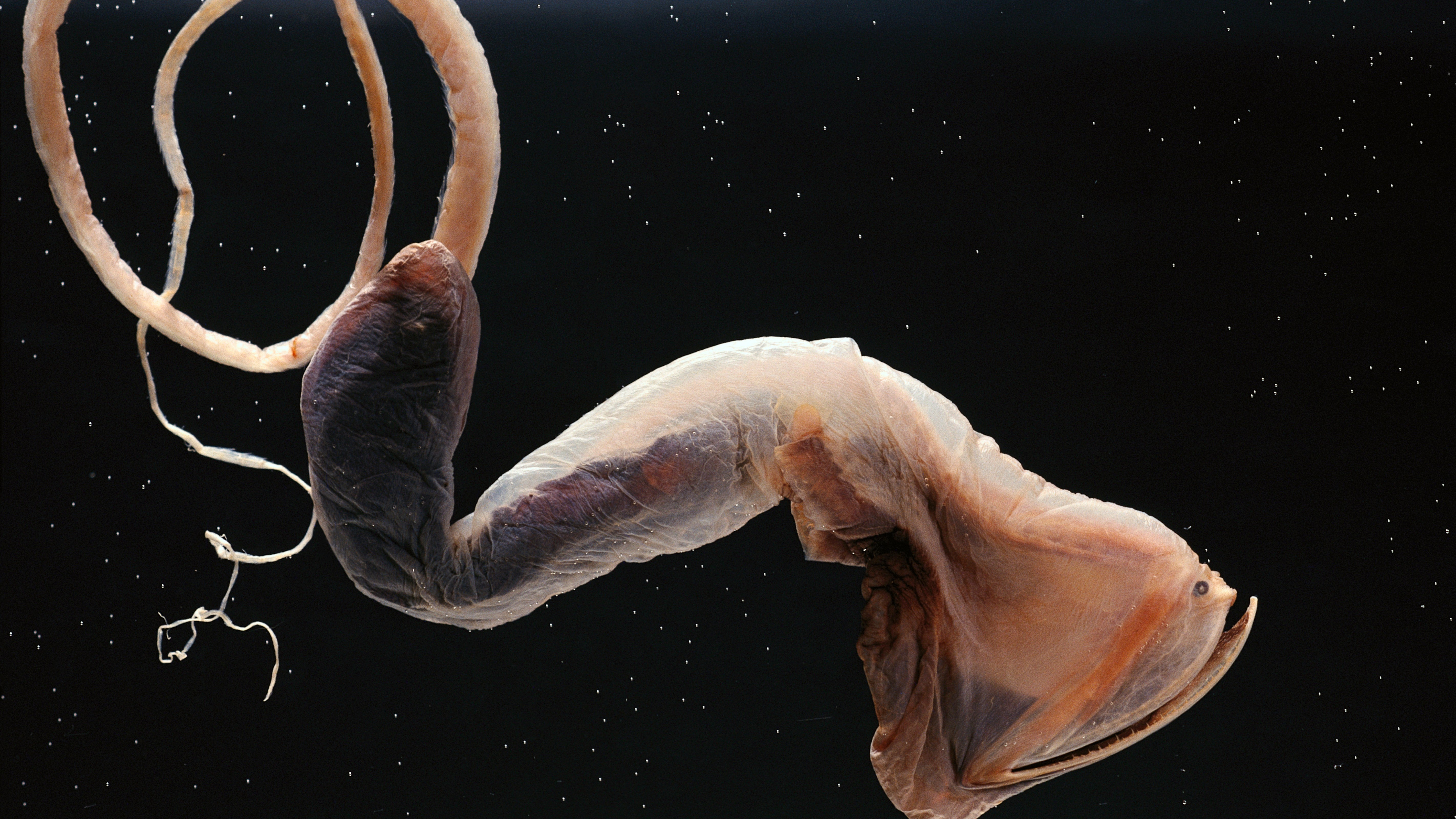 網頁設計 A gulper eel with its large mouth closed and tail coiled. The eel is photographed against pitch black water.