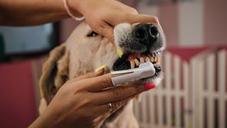 Dog having teeth brushed