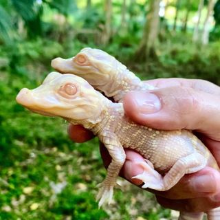 A pair of albino alligator babies born at Wild Florida.