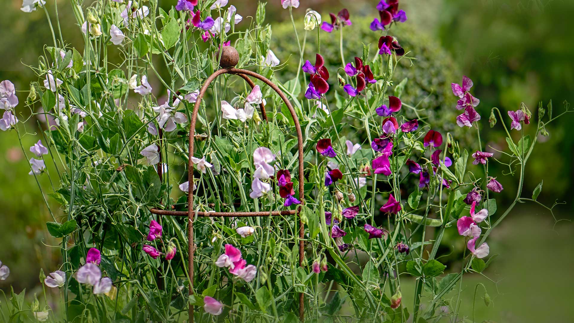 sweet peas growing on obelisk