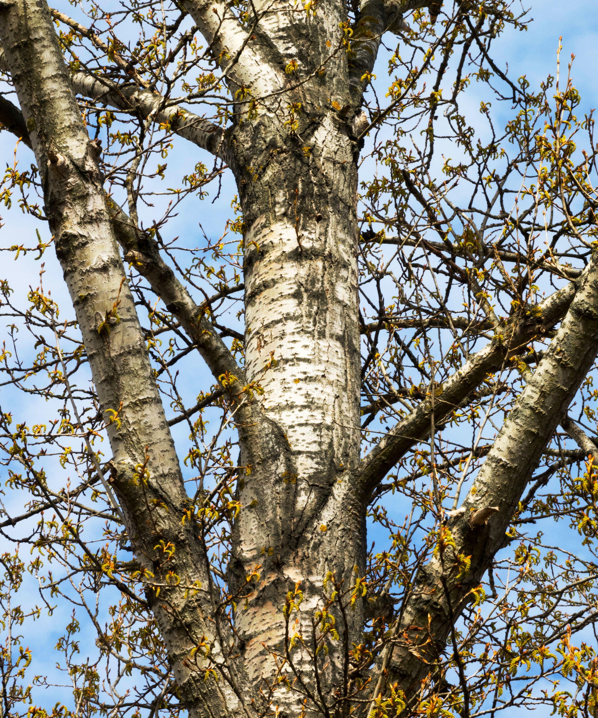 The trunk of a grey poplar tree in winter