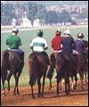 gallops1.jpg