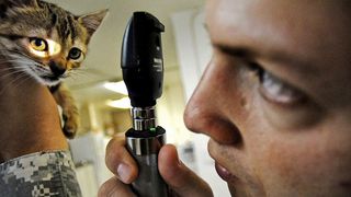 Is my cat sick?