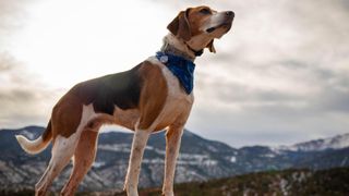 American foxhound standing on rock in Colorado