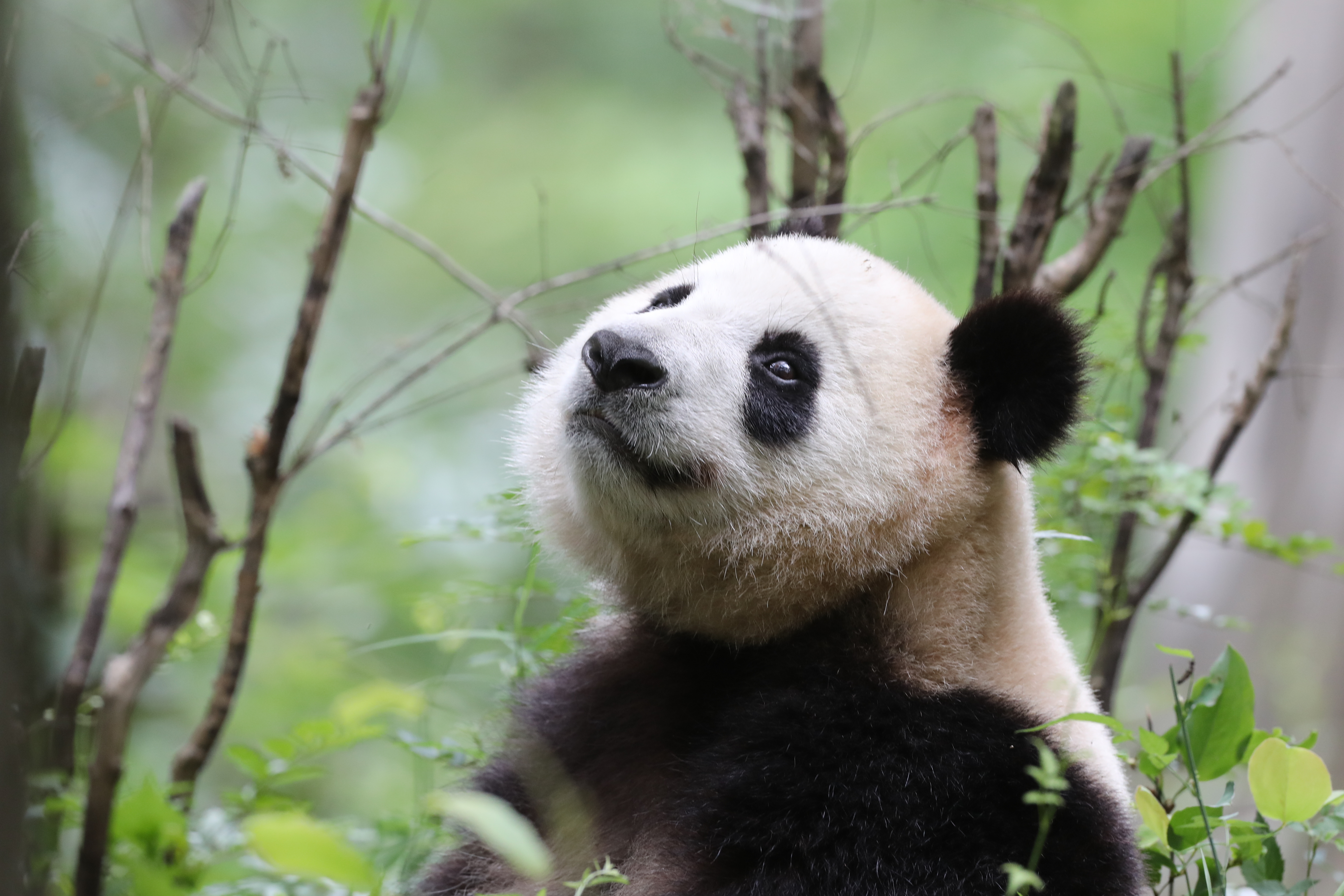 A wild Giant Panda stares at the sky in Foping County, China
