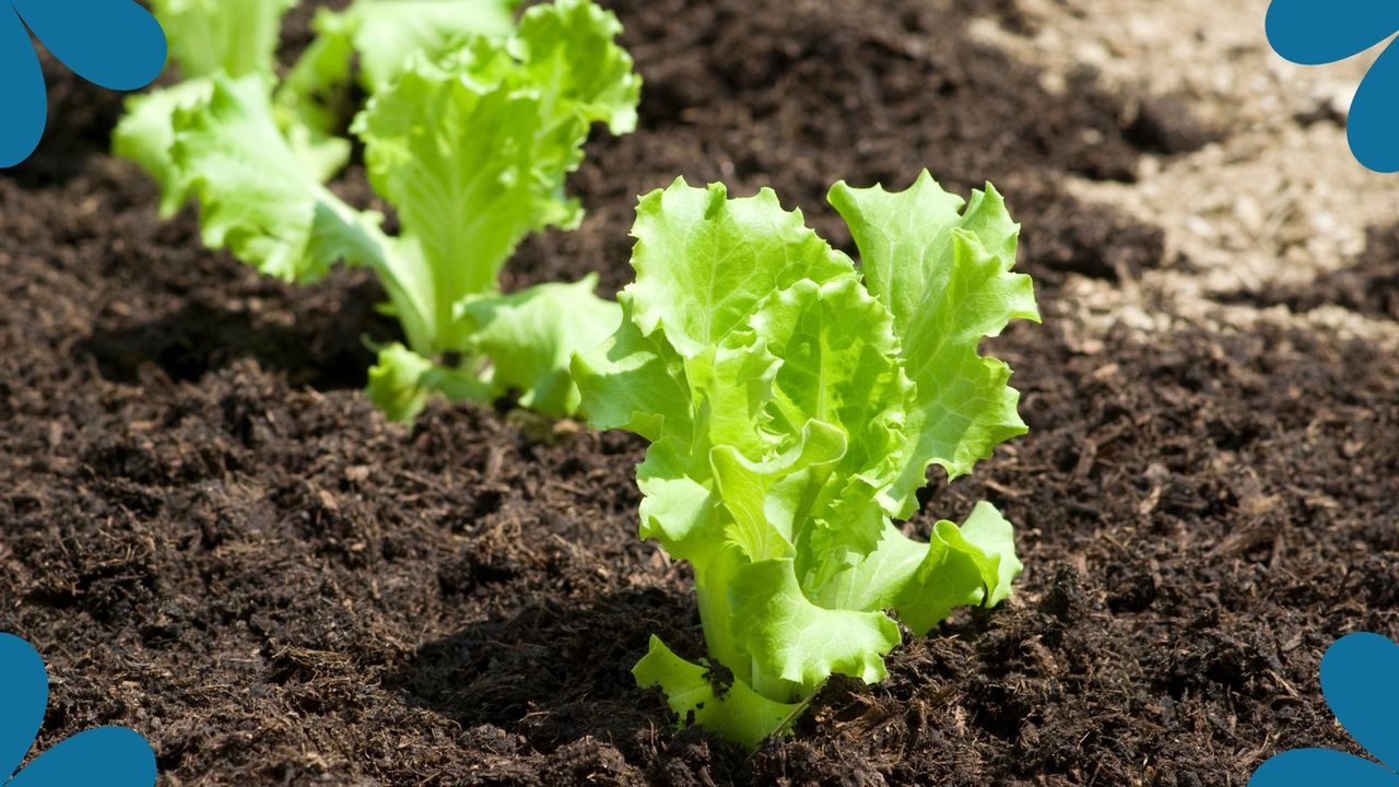 picture of baby lettuce plants in soil to support Sarah Raven&#039;s quirky salad-growing gutter hack 