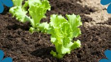 picture of baby lettuce plants in soil to support Sarah Raven's quirky salad-growing gutter hack 